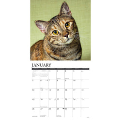 Tabby Cats 2025 Wall Calendar