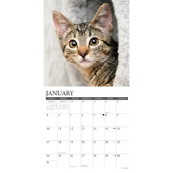 Tabby Cats 2027 Wall Calendar