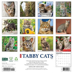 Tabby Cats 2027 Wall Calendar