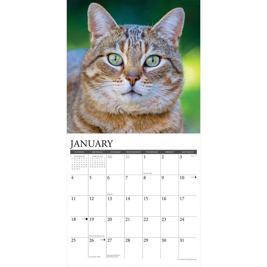 Tabby Cats 2026 Wall Calendar