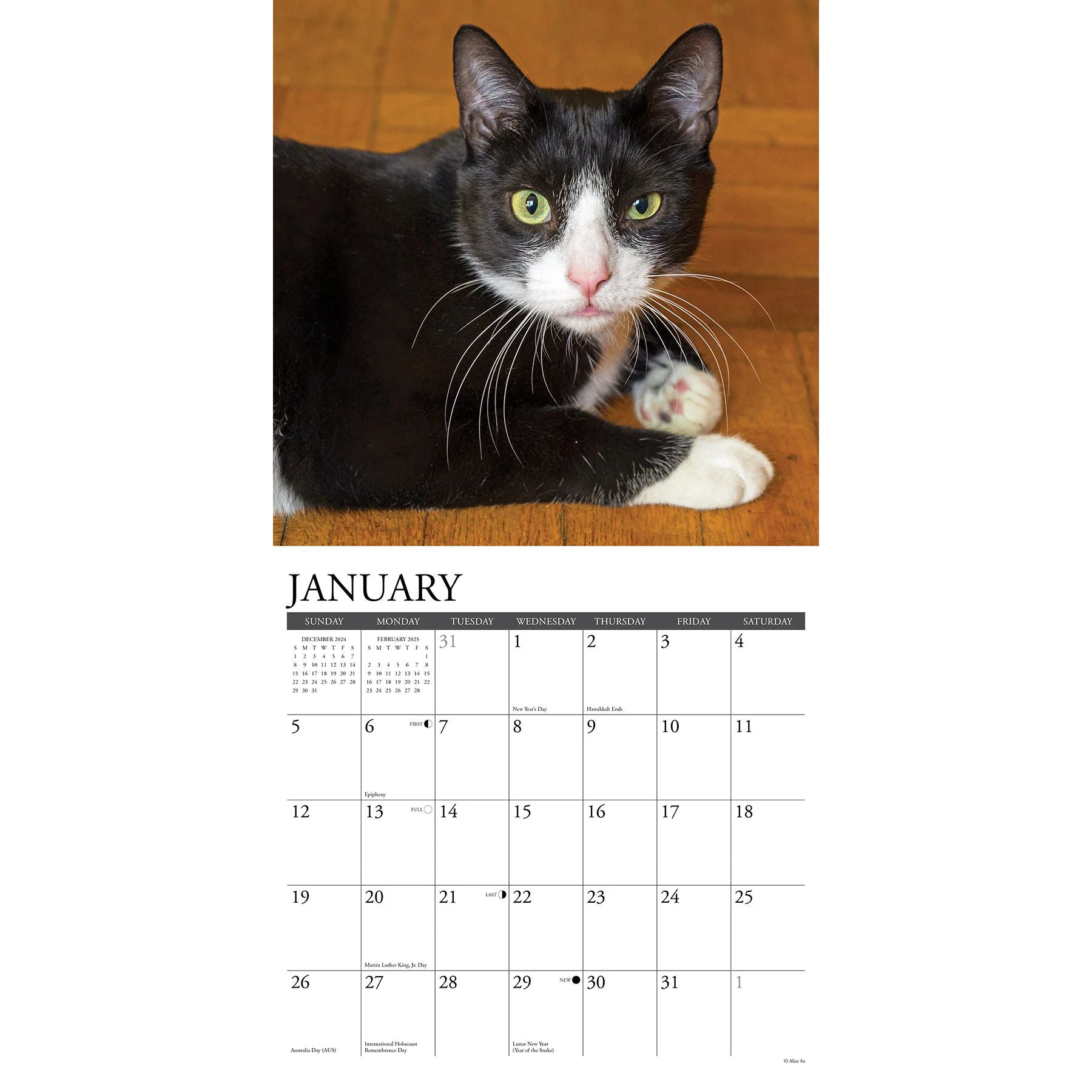 Tuxedo Cats 2025 Wall Calendar