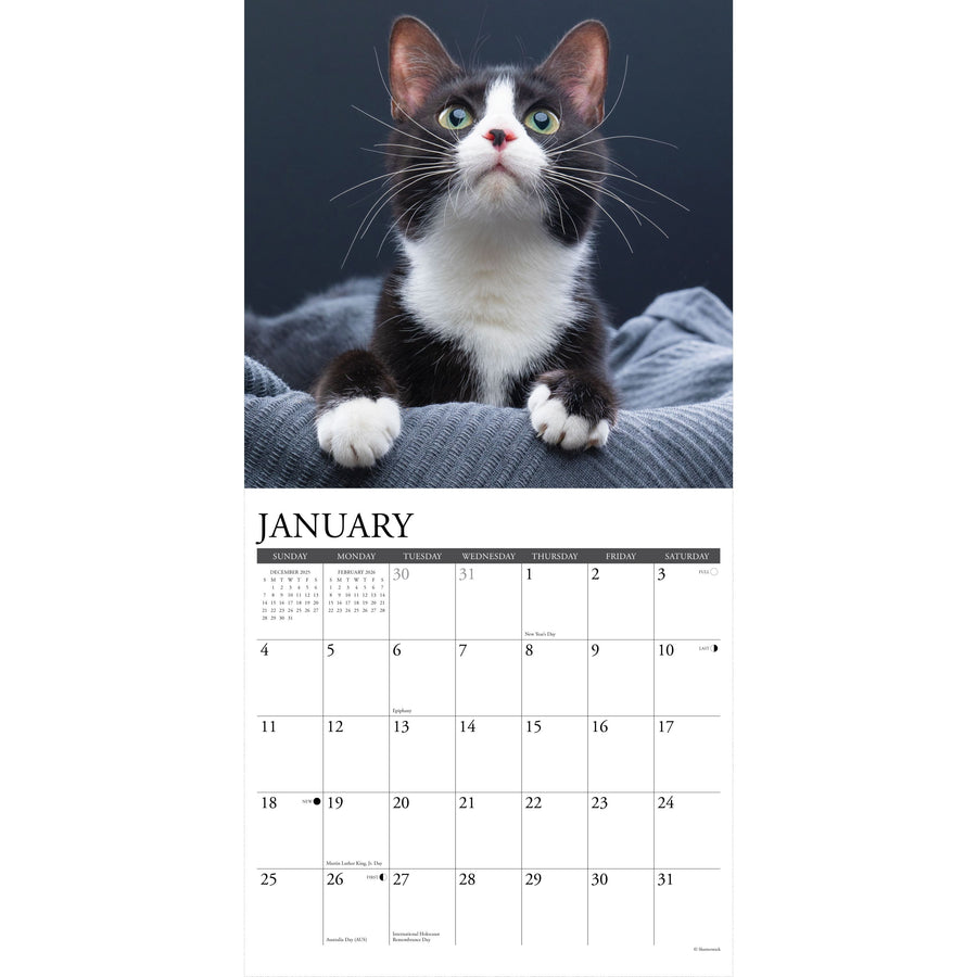 Tuxedo Cats 2026 Wall Calendar
