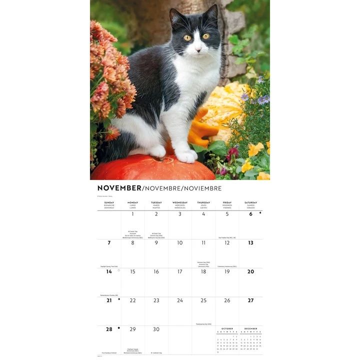 Tuxedo cats Calendar page for November with a cat on a pumpkin and floral background with space to note daily engagements
