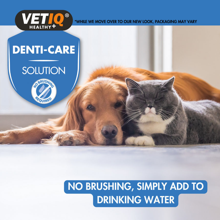 VETIQ Healthy+ Denti-Care Solution pet dental care graphic featuring a golden retriever and a grey cat lying together on a floor, with blue text overlays explaining the product and a badge indicating no brushing is required.