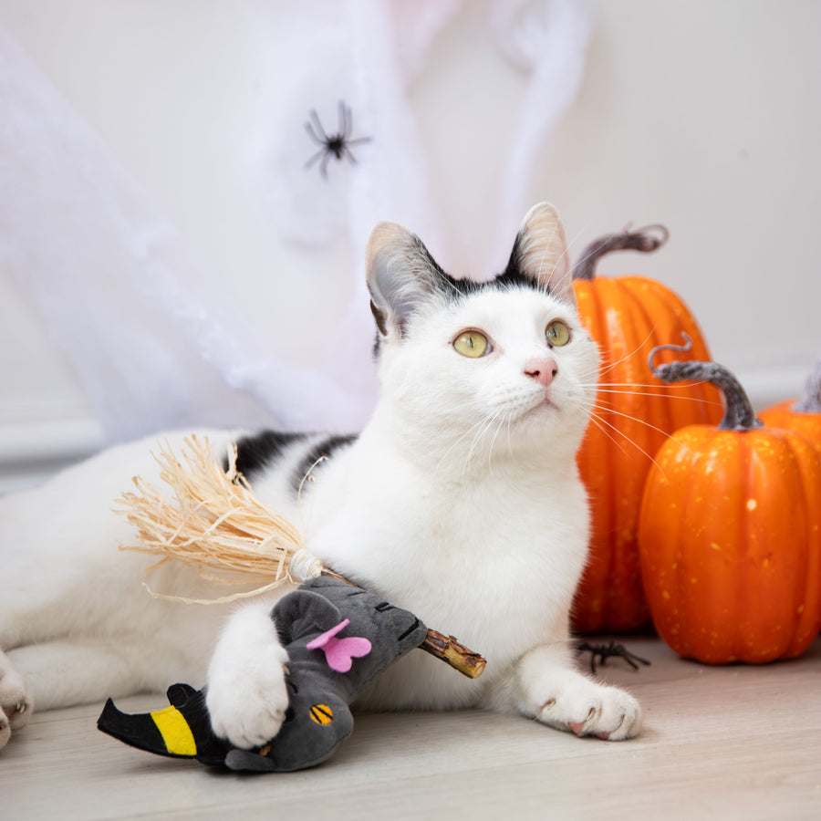 A white cat with black patches lies on a light wood floor, holding a small plush bat toy. The scene is styled for Halloween.