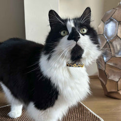 Sunflower Design Safety Cat Collar