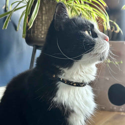Moon & Stars Safety Cat Collar