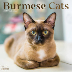 Front cover of 2027 Burmese Cats Wall Calendar showing a pretty chocolate point Burmese cat