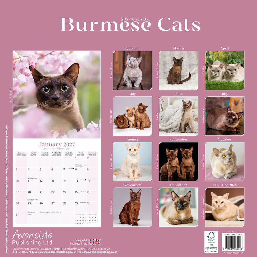 Burmese Cats 2027 wall calendar page showing the back layout with a large January cover photo, monthly thumbnails, and Avonside Publishing Ltd branding on a dusty pink background.