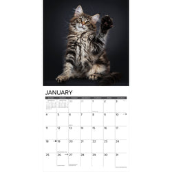 Maine Coon Cats 2026 Wall Calendar