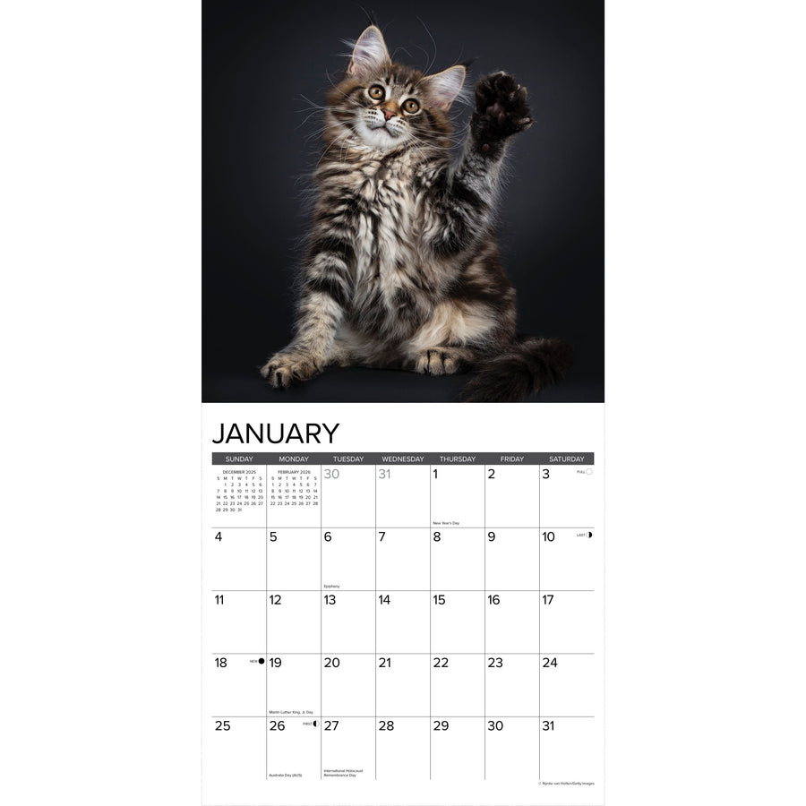 Maine Coon Cats 2026 Wall Calendar