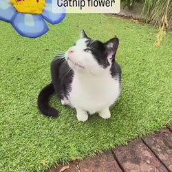 Yeowww Catnip Flower