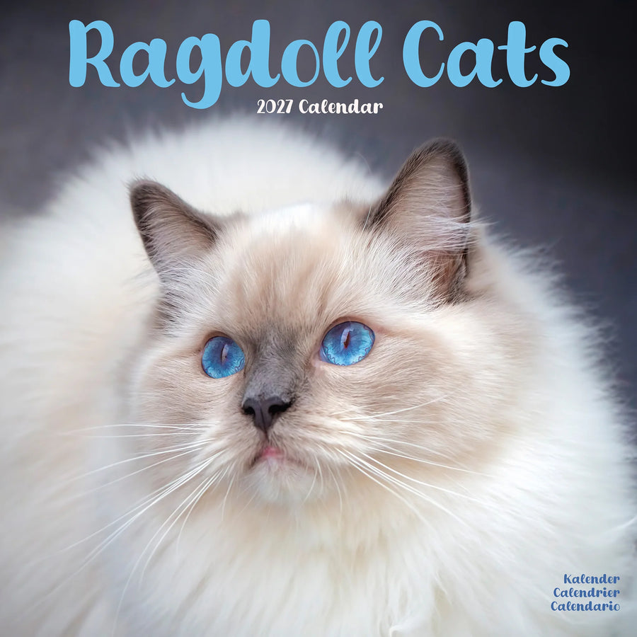 2027 Ragdoll Cats calendar with a close-up of a Ragdoll cat with blue eyes.