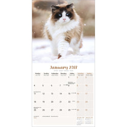 A January 2027 desk calendar page featuring a fluffy brown-and-white cat walking in snow on the top half, with a beige calendar grid below.