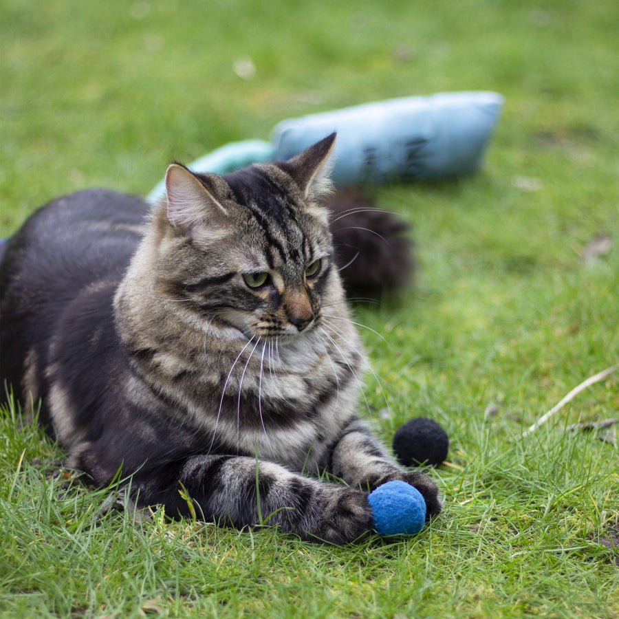 Battersea Pounce Balls