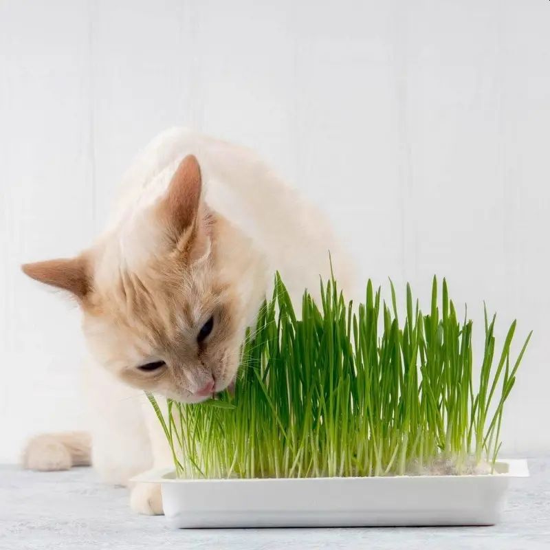Cat Grass, 120g Vitakraft
