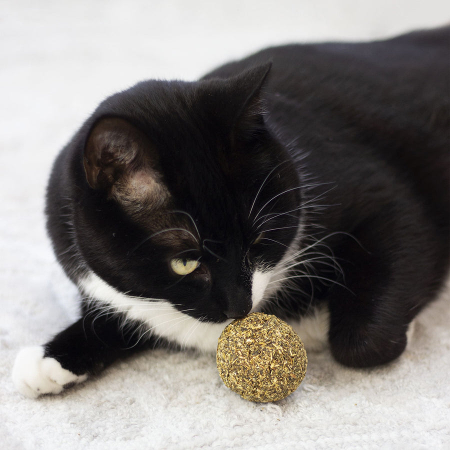 Catnip Ball