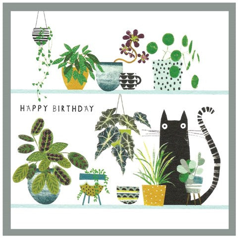 Margo, feliz cumpleaños gato y plantas en estantes