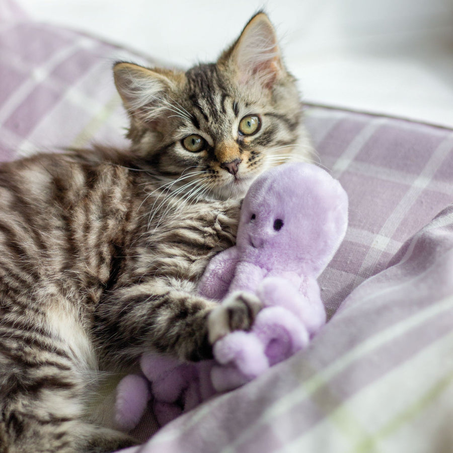 Under The Sea Octopus Cat Toy