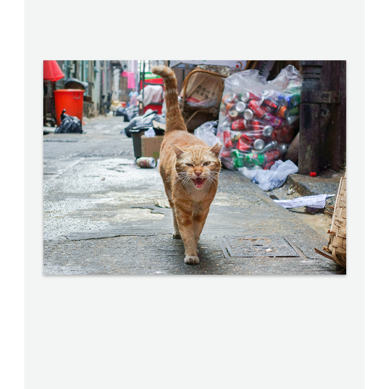 Street Cats Postcard Set by International Cat Care