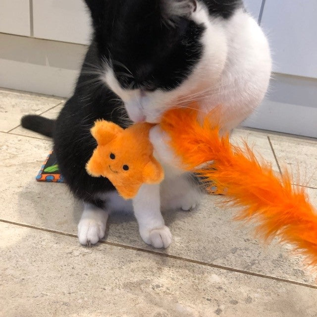 Under The Sea Starfish Teaser