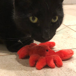 Bajo el juguete del gato del cangrejo del mar