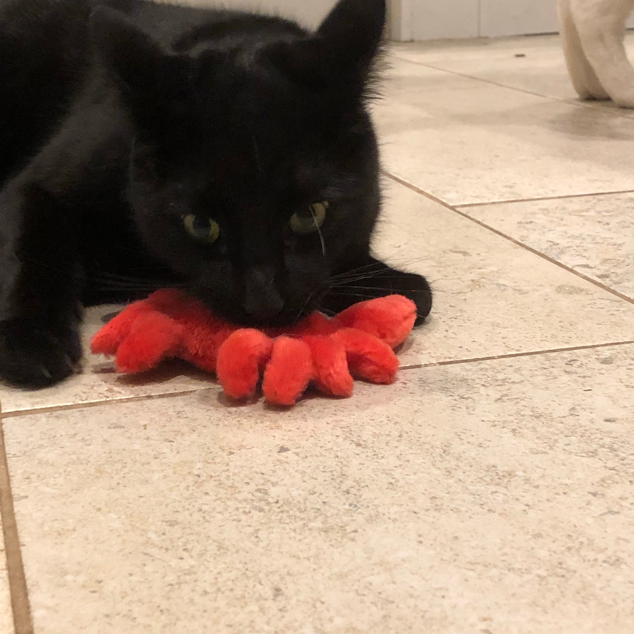 Under The Sea Crab Cat Toy