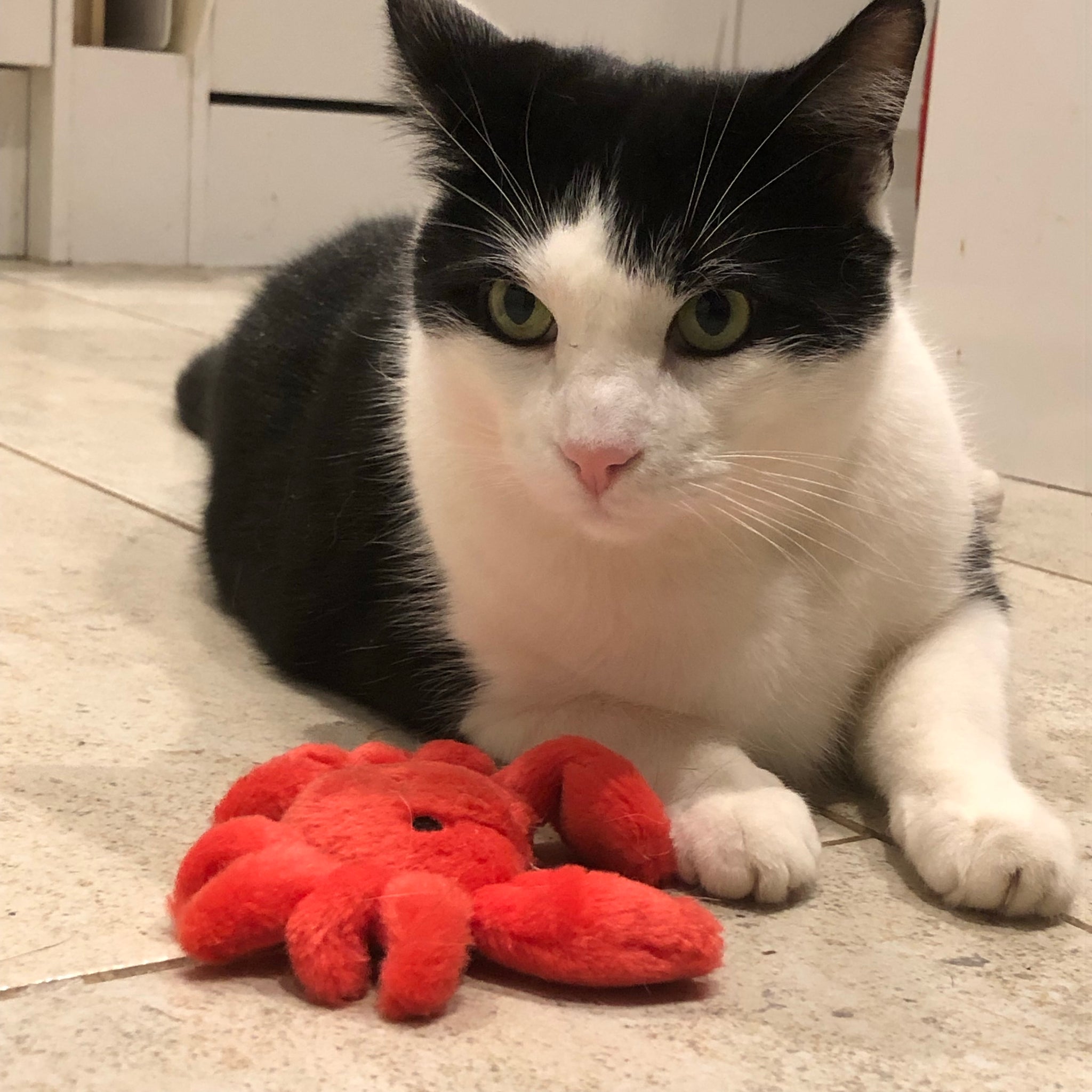 海底蟹猫玩具