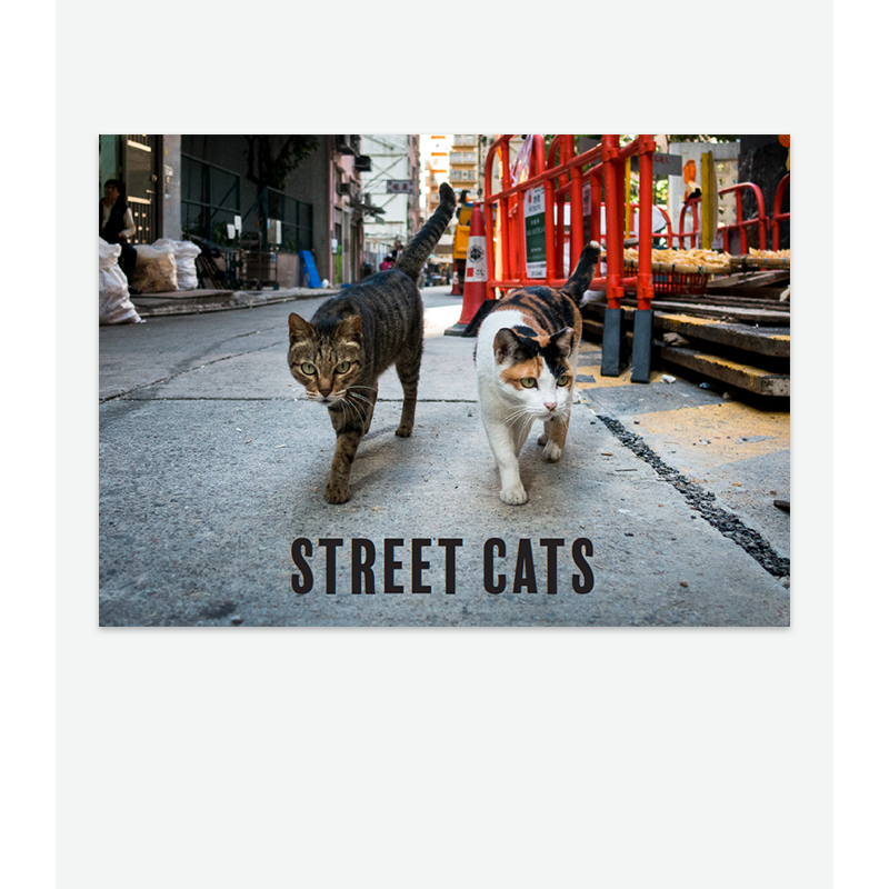 International Cat Care Street Cats Book